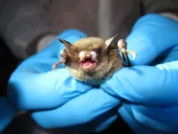 $3 million federal grant to fund University of Montana research on bats, climate change