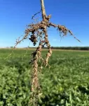 $791,000 grant to support future nematode-resistant soybean varieties 2