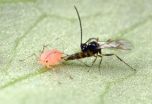 Cunning super-parasitic wasps sniff out protected aphids and overwhelm their defenses