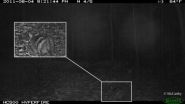 UMass Amherst wildlife researcher photographs rare Sumatran rabbit