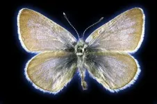 &nbsp;DNA from 93-year-old butterfly confirms the first US case of human-led insect extinction