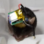 'A Bluetooth mouse'--you can wirelessly read a mouse's mind