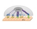 'Bed-of-nails' breast implant deters cancer cells