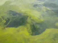 'Bottom-up' approach needed to study freshwater blooms
