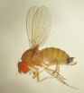 'Breaking bad': Insect pests in the making