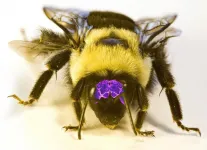 'Bug brain soup' expands menu for scientists studying animal brains