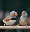 'Casanova gene' in female songbirds