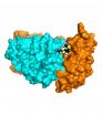'Chaperone' compounds offer new approach to Alzheimer's treatment