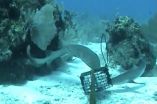 'Chum cam' underwater video survey shows that reef sharks thrive in marine reserves