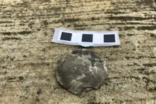'Dead clades walking': Fossil record provides new insights into mass extinctions