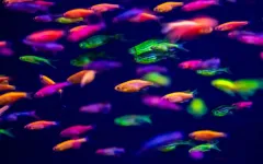 'Fish DJ' tackles fish hearing