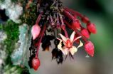 'Food of the gods' genome sequence could make finest chocolate better