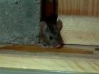 'Freaky mouse' defeats common poison