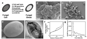 'Fungal ghosts' protect skin, fabric from toxins, radiation