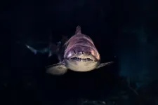 'Get out of the water!' Monster shark movies massacre shark conservation