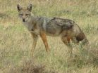 'Golden jackals' of East Africa are actually 'golden wolves'
