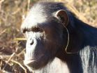 'Grass-in-the-ear' technique sets new trend in chimp etiquette