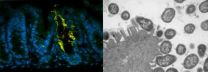 'Gut'-throat competition: Research on digestive tract bacteria yields surprising findings