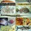 'Head-first' diversity shown to drive vertebrate evolution
