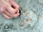 'Inhabitants of Madrid' ate elephants’ meat and bone marrow 80,000 years ago