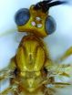 'Kill Bill' character inspires the name of a new parasitoid wasp species