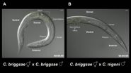 'Killer sperm' prevents mating between worm species