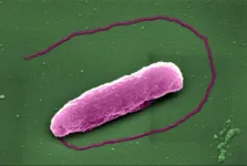 'Last resort' antibiotic pops bacteria like balloons