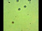 'Nanocamera' takes pictures at distances smaller than light's own wavelength