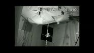 'Non-echolocating' fruit bats actually do echolocate, with wing clicks