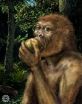 'Nutcracker Man' had fundamentally different diet