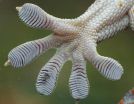 'Oddball science' has proven worth, say UMass Amherst biologists
