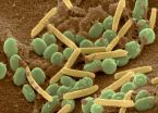 'Policing' stops cheaters from dominating groups of cooperative bacteria