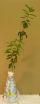 'Probiotics' for plants boost detox abilities; untreated plants overdose and die