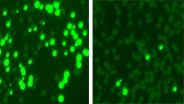 'Programmable' antibiotic harnesses an enzyme to attack drug-resistant microbes