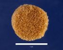 'Shape-shifting' material could help reconstruct faces