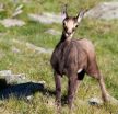 'Shrinking goats' another indicator that climate change affects animal size
