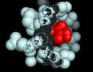 'Sugar-coated' microcapsule eliminates toxic punch of experimental anti-cancer drug