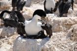 'Superbird' stuns researchers
