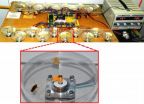'Touched' female cockroaches reproduce faster