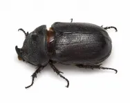 'Unshackled' palm-destroying beetles could soon invade Australia