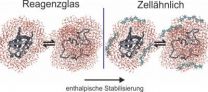 'Work environment' affects protein properties