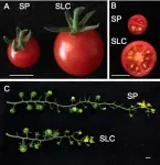 'You say tomato, I say genomics': Genome sequences for two wild tomato ancestors
