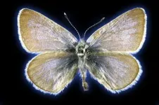  DNA from 93-year-old butterfly confirms the first US case of human-led insect extinction