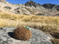 'Backpacking' hedgehogs take permanent staycation