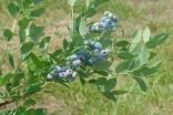 Blue Suede premiers: New blueberry recommended for home gardeners