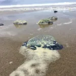 'By-the-wind sailor' jellies wash ashore in massive numbers after warmer winters