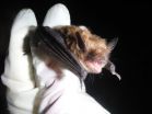 Listening helps scientists track bats without exposing the animals to disease