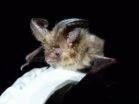 Lost bats found breeding on Scilly