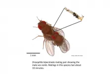 Sex, lasers and male competition: fruit flies win genetic race with rivals