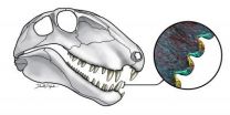 'Steak-knife' teeth reveal ecology of oldest land predators 3